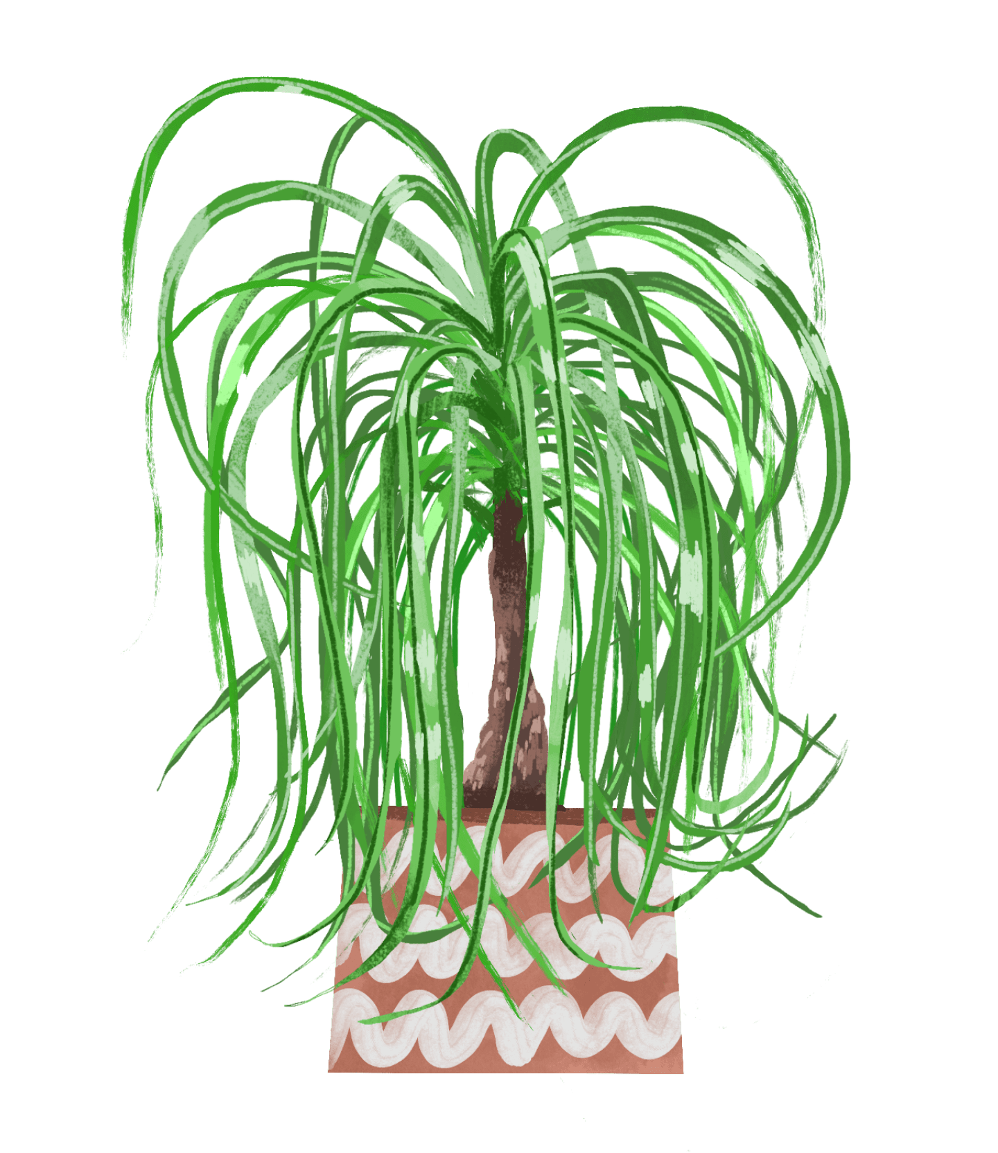 Ponytail Palm Plant Care Guide